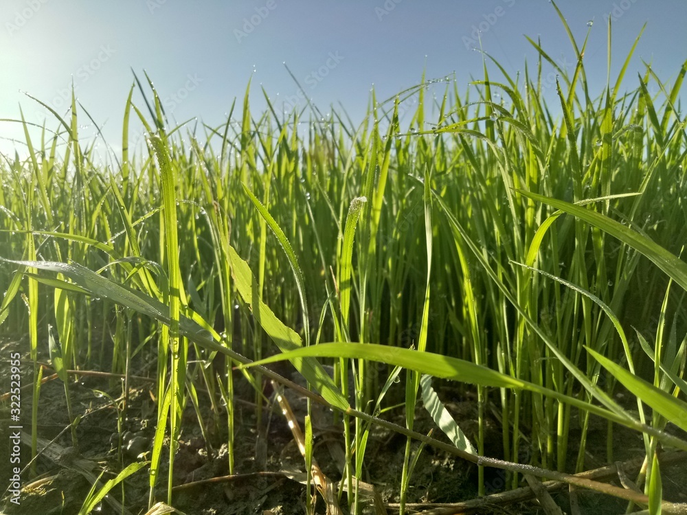 paddy crops in the morning with dew and very cold air illuminated by the morning sun paddy crops in the morning with dew and very cold air illuminated by the morning sun