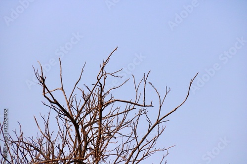 dead tree and sky