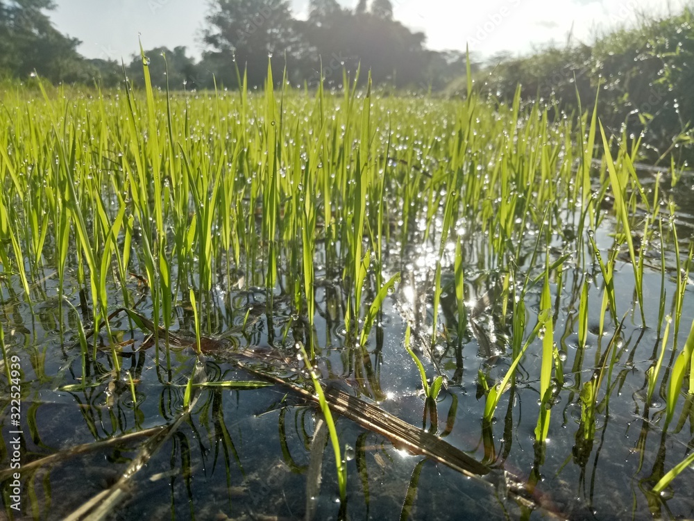 Obraz premium paddy crops in the morning with dew and very cold air illuminated by the morning sun