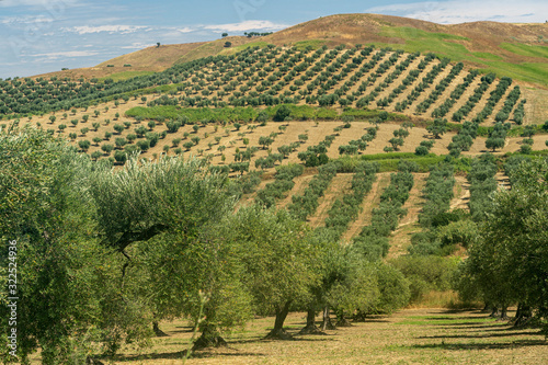 Slika na platnu Rural landscape near Lucera, Apulia