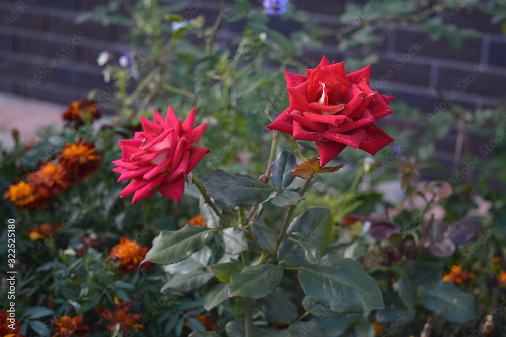 Two raspberry roses in bloom in green summer foliage. Two raspberry roses in bloom in green summer foliage.