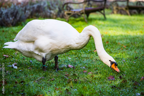 Big white beautiful swan Mute swan (Cygnus olor) with bird ring or bird band eating the green grass in the city park