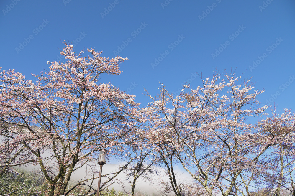 雪と桜 雪と桜