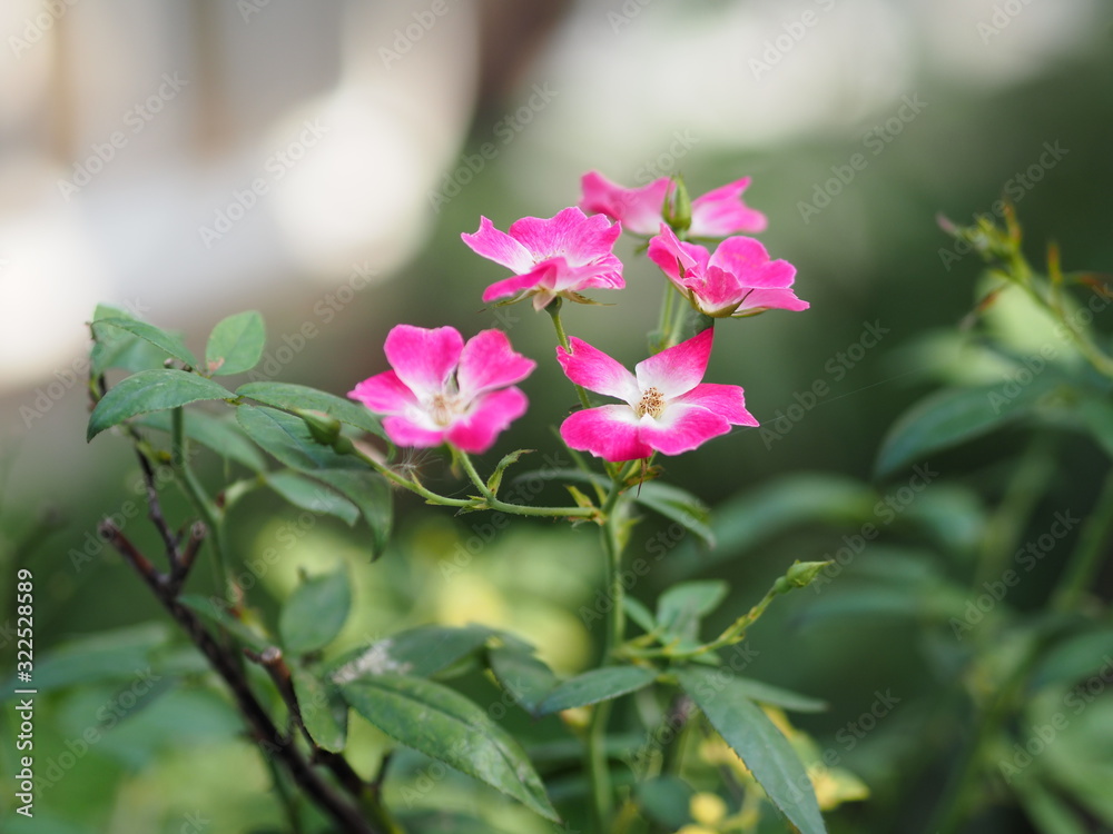 Pink color rose flower blooming in garden nature background