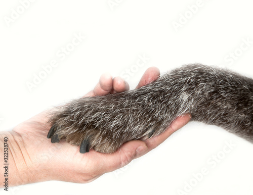 Handshake of a dog paw and human hand. Dog and Man Friendship Concept