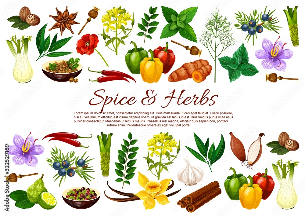 Herbs, spices, cooking condiments and vegetable seasonings vector