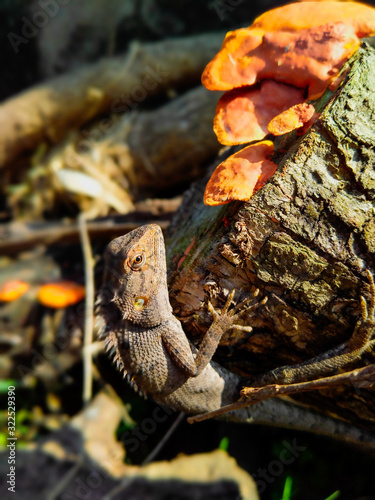REPTILE ON A TREE