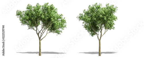 Beautiful Salix fragilis tree isolated and cutting on a white background with clipping path.