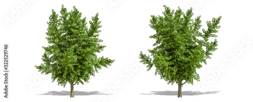 Beautiful Ginkgo biloba tree isolated and cutting on a white background with clipping path.