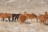 Herd of horses on a pasture in winter, Altai