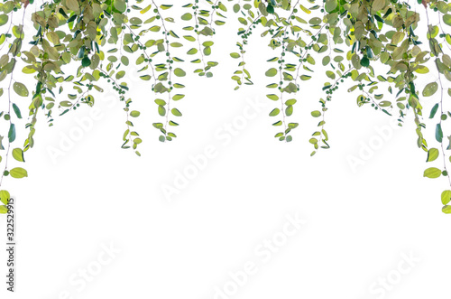 Nature leafs with isolated on white background