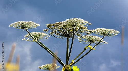 Blooming cow parsnip on the background of a stormy sky photo