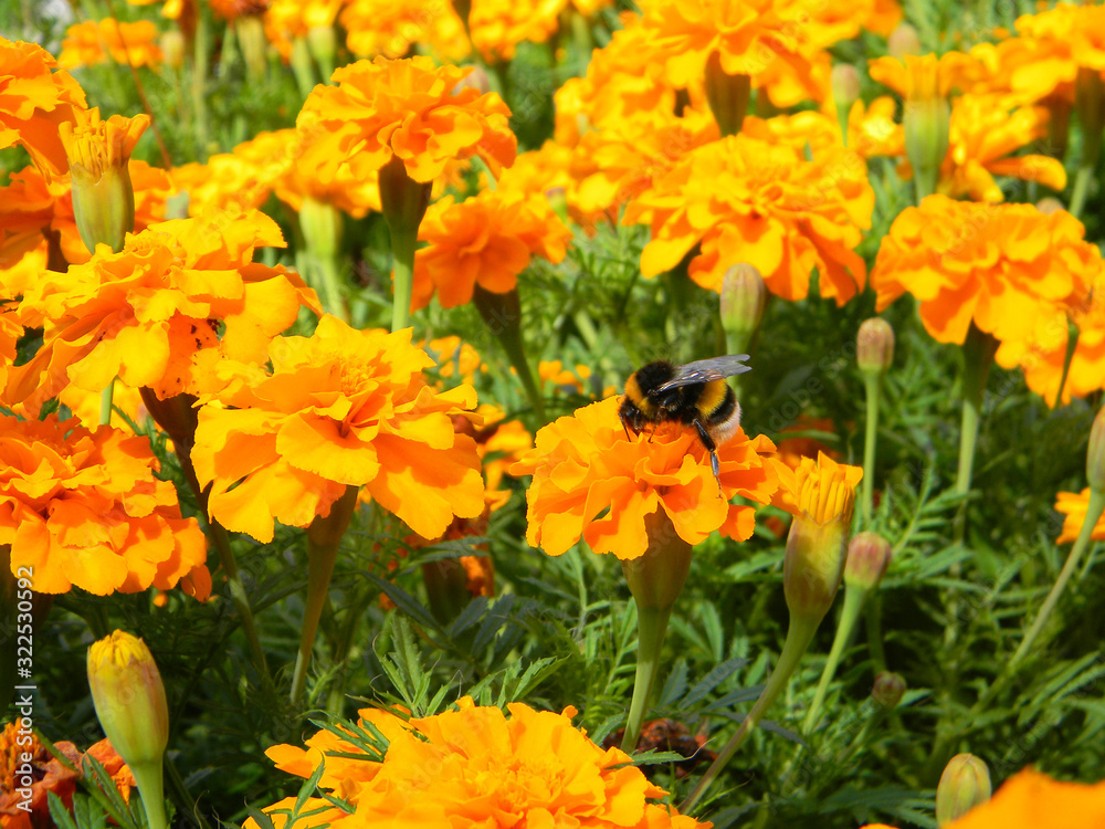 Close-up on French marigolds with bumble bee. Orange marigolds flowers. Growing marigold tagetes patula. Close-up on French marigolds with bumble bee. Orange marigolds flowers. Growing marigold tagetes patula.