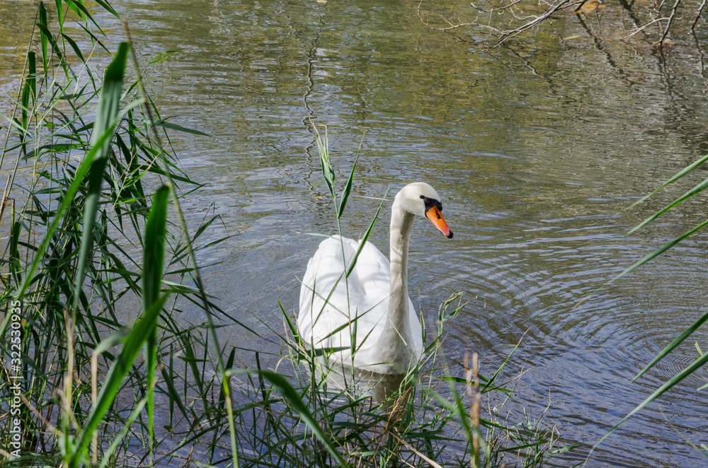 Fototapeta premium Swan swimming peacefully and quietly in a pond on winter in Spain