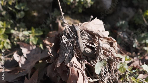 Camouflaged lizard on a pile of leaves