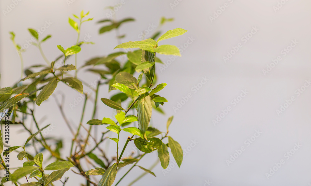 Living Green plant bush over gray wall, copy space Living Green plant bush over gray wall, copy space