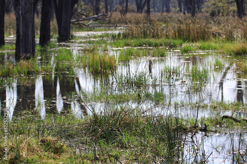 trawy rosnące w wodzie na podmokłym terenie w okolicy dolnego nilu