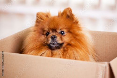 Cute dog looking out of a cardboard
