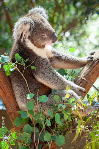 Photography Sleepy koala bear portrait captured in Victoria Australia