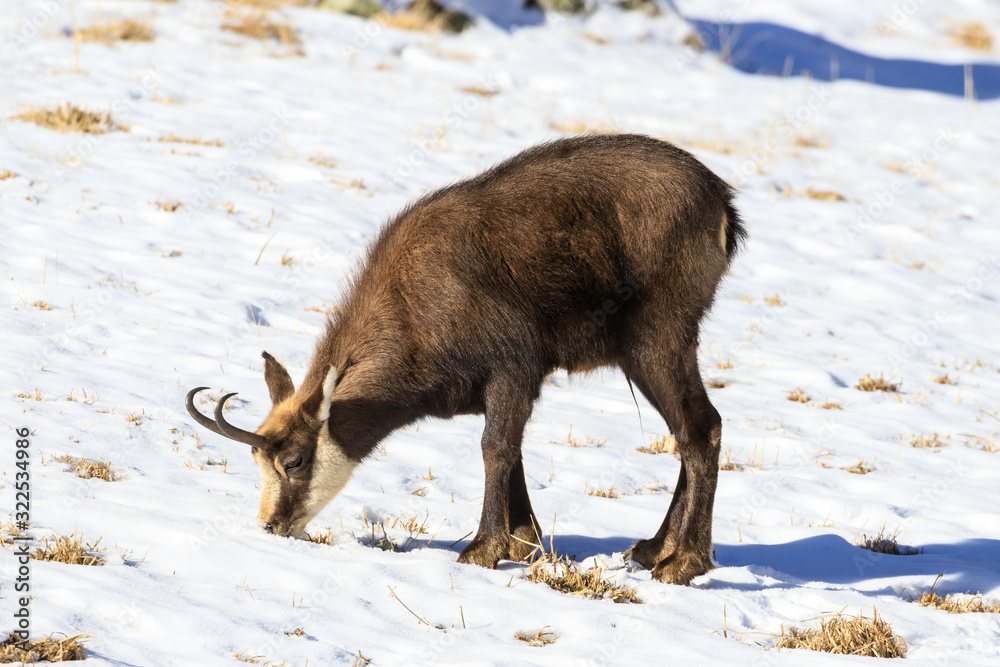 camoscio nel parco nazionale del Gran Paradiso camoscio nel parco nazionale del Gran Paradiso