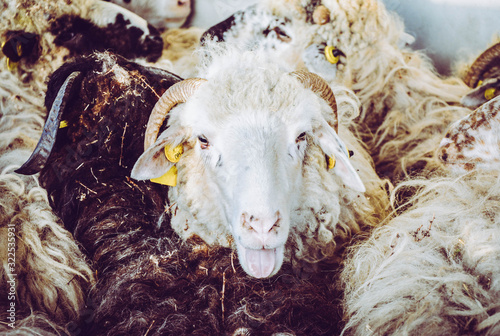 Sheeps before shearing