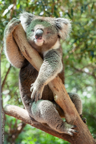 Koala bear photographed in a forest in Victoria Australia