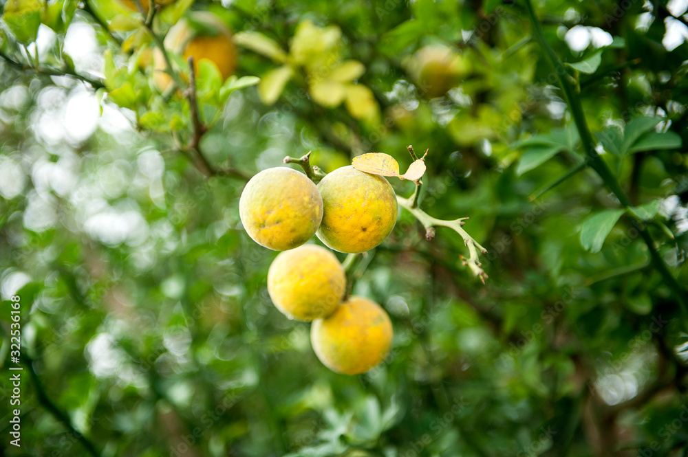 Wild lemon growing on a tree. Bitter lemon (lat.Poncirus trifoliata). Several fruits of lemons on a branch close-up. Tropical fruits. 