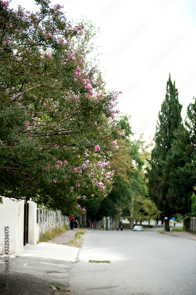 Rural street with beautiful flowering trees in Tskaltubo, Georgia.