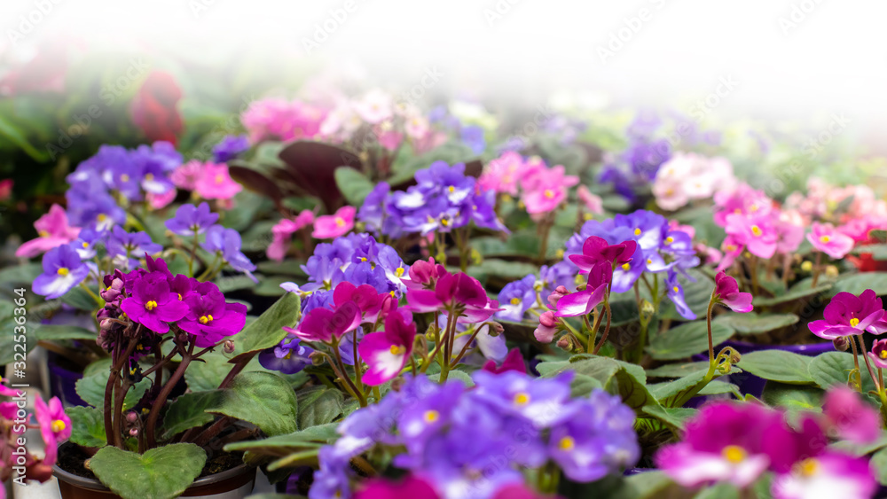 Fototapeta premium Floral background backdrop, many blossom blooming Saintpaulia violet in flower pots, purple lilac fresh natural flowers. White flare