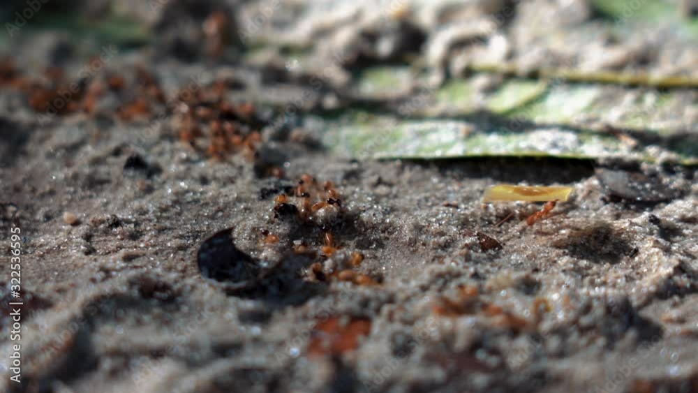 Macro view of a group of red ants in the amazon jungle rainforest, brazil, peru. Macro view of a group of red ants in the amazon jungle rainforest, brazil, peru.