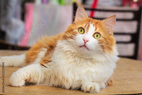 Admiring look of cat