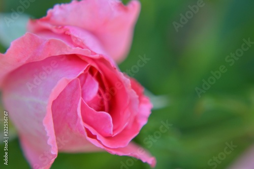 Pink flower with blured background,Pink rose flower.
