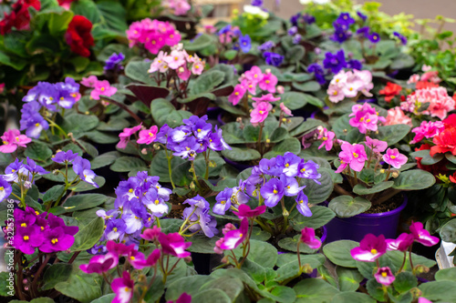 Many blossom Saintpaulia violet in flower pots, purple lilac fresh natural flowers. Backdrop floral background wallpaper