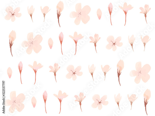 Cherry blossom watercolor