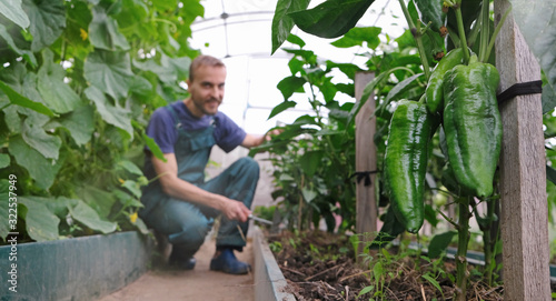 Photos Handsome man farmer gardener hoed soil on cucumber and pepper vegetable bed  inside greenhouse
