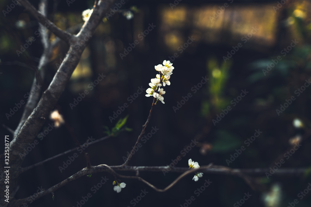 Spring - yellow flowers with bright skies Spring - yellow flowers with bright skies