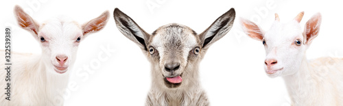Portrait of two cute white goats and gray goat showing tongue isolated on white background