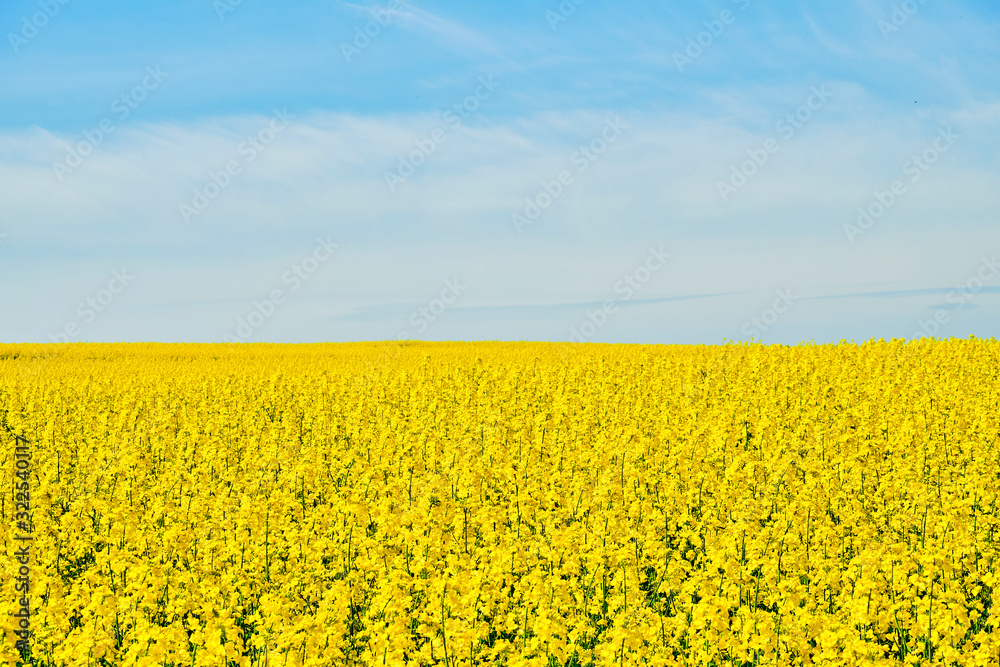 Obraz premium Rapsfeld