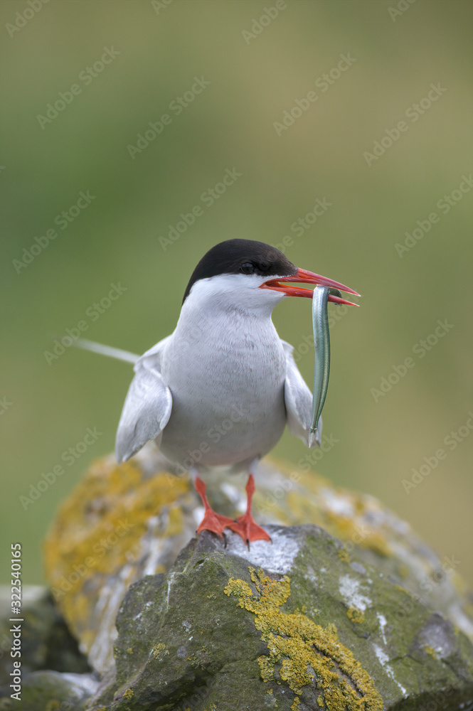 Naklejka premium Arctic Tern (Sterna paradisaea)