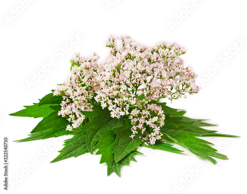 Valerian herb flower sprigs isolated on a white background. photo