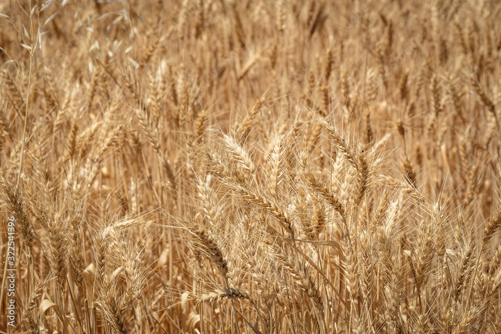 Shallow depth of field close up view of wheat in a field in South Australia Shallow depth of field close up view of wheat in a field in South Australia