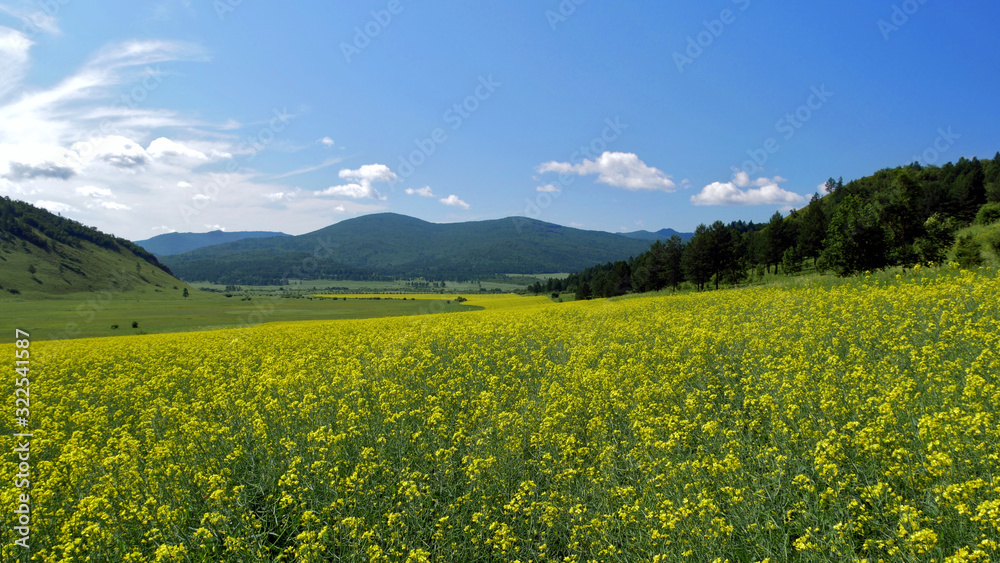 Rapeseed field in the valley; beautiful field in spring against the blue sky