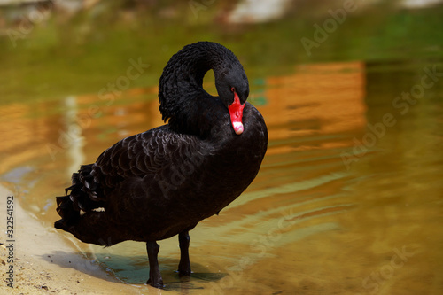 Fototapeta Naklejka Na Ścianę i Meble -  One black swan