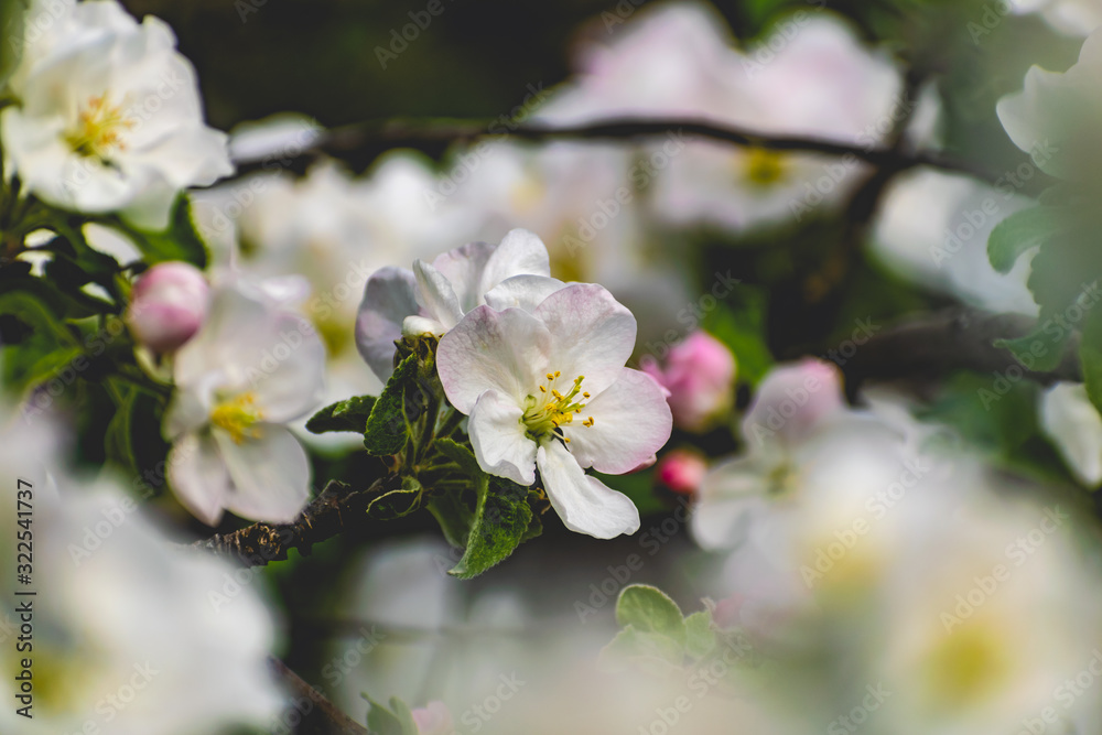 There are a lot of white blossoms on the Apple tree. Fluffy delicate petals on thin branches and green leaves. Spring mood and beautiful nature. There are a lot of white blossoms on the Apple tree. Fluffy delicate petals on thin branches and green leaves. Spring mood and beautiful nature.
