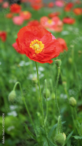 Close-up of a beautiful red poppy; depth of field