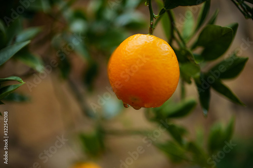 A drop of water falls from a beautiful orange