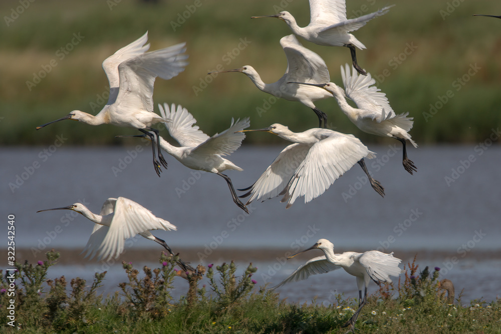 Eurasian spoonbill (Platalea leucorodia) Eurasian spoonbill (Platalea leucorodia)