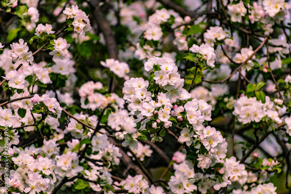 There are a lot of white blossoms on the Apple tree. Fluffy delicate petals on thin branches and green leaves. Spring mood and beautiful nature. There are a lot of white blossoms on the Apple tree. Fluffy delicate petals on thin branches and green leaves. Spring mood and beautiful nature.