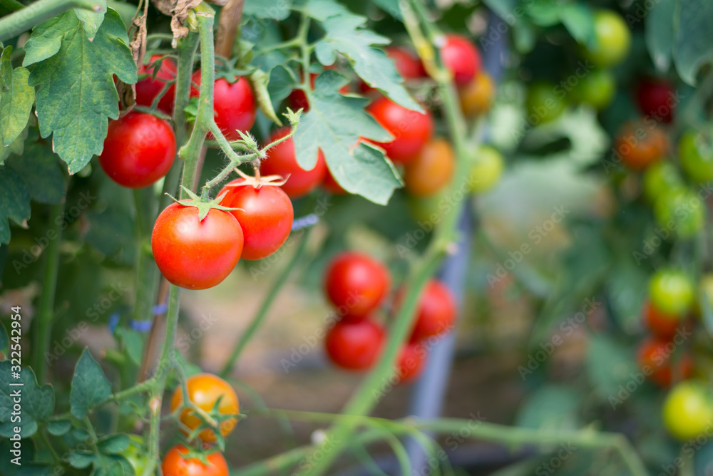 Tomatoes in garden, Vegetable gardening, Close-up, Copy-space. Tomatoes in garden, Vegetable gardening, Close-up, Copy-space.