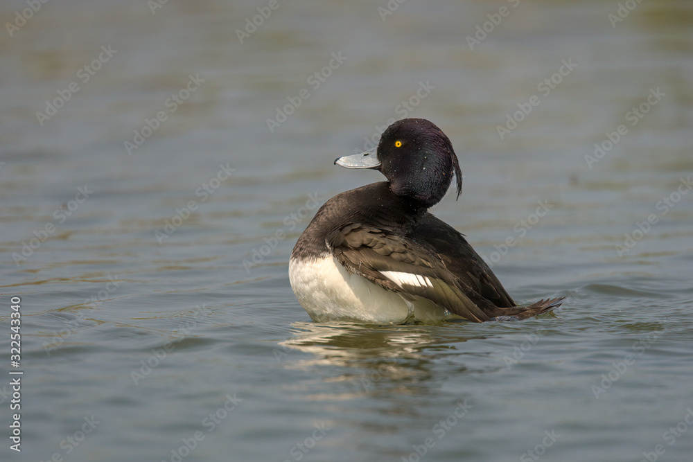 Tufted duck (Aythya fuligula) is a small diving duck with a population of close to one million birds, found in northern Eurasia. Tufted duck (Aythya fuligula) is a small diving duck with a population of close to one million birds, found in northern Eurasia.